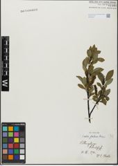Foto von Salix glabra Scop.